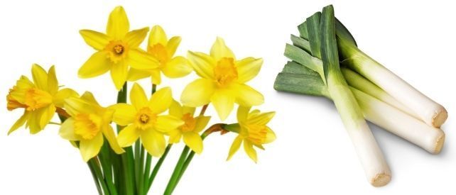 St David's Day - Daffodils and Leeks