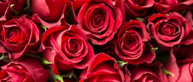 Valentine's Day - Roses