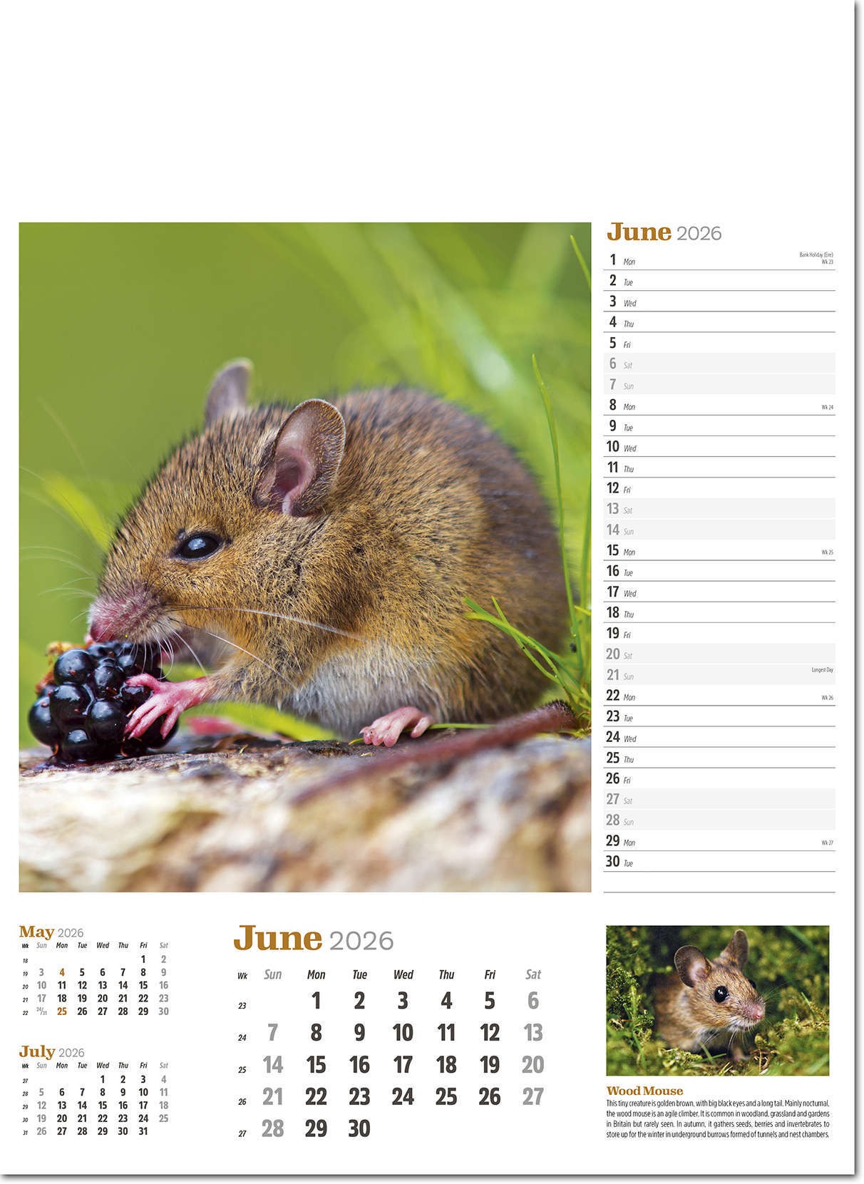 Wildlife in Britain Wall Calendar