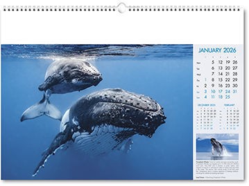 Deep Blue Wall Calendar