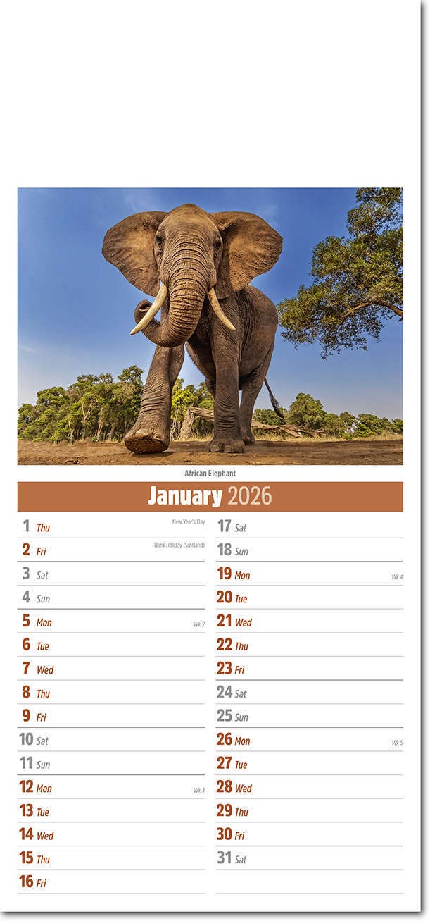 Slimline World Wildlife Compact Calendar